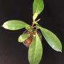 Ficus sp.(T49)