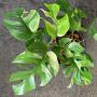 Monstera deliciosa ‘Miniature’ variegated - Rhaphidophora tetrasperma variegated.