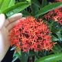 Ixora sp.(T42)(Red)(narrow and long leaf)