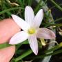Zephyranthes First Love.
