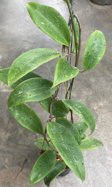 Hoya wibergiae (big leaf)(#841).