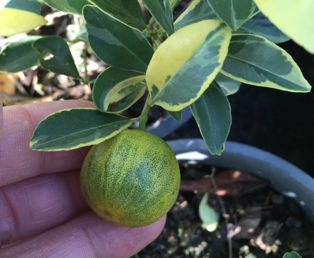 Citrus madurensis variegata