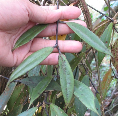 Aeschynanthus sp.713 Phu Rue (purple leaf)              713