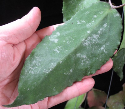 Hoya caudata (big leaf)(#729