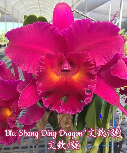 Blc. Shang Ding Dragon 3.5"