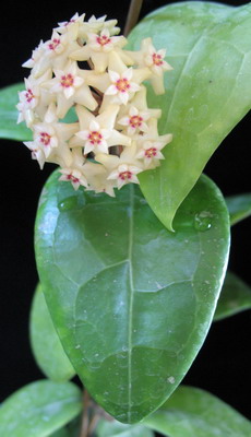 Hoya sp.639 (aff parasitica) wide leaf          639