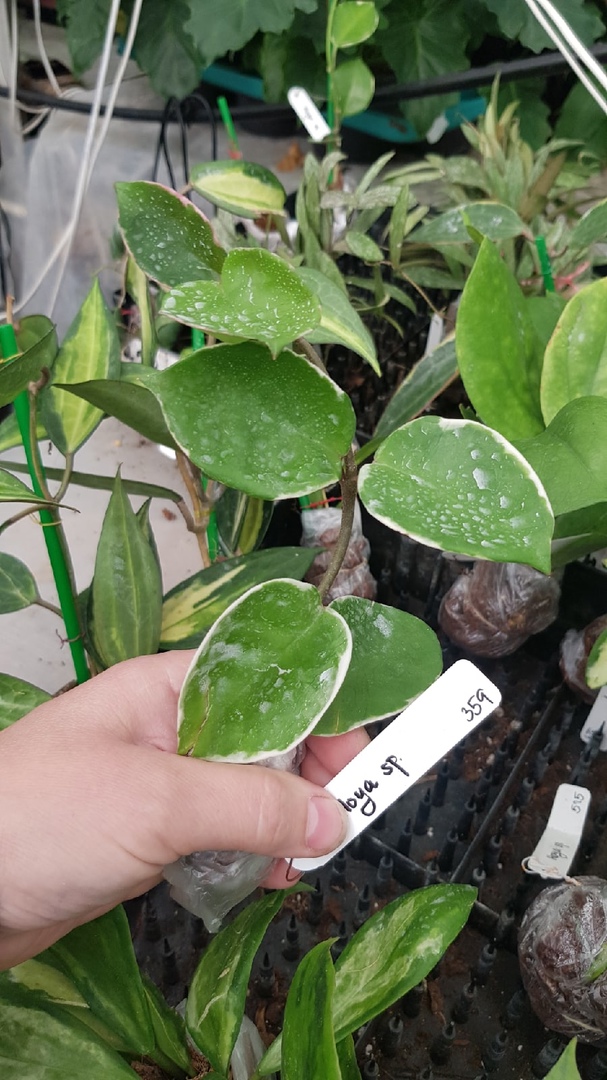 Hoya carnosa (white margin) cup leaf            359