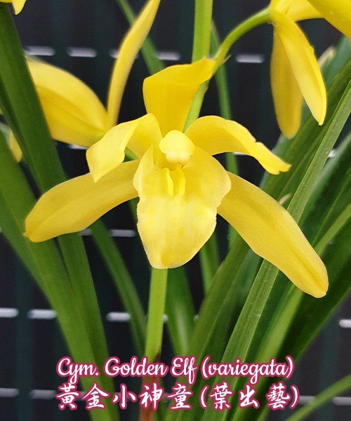 Cym. Golden Elf (variegata) 2.5"
