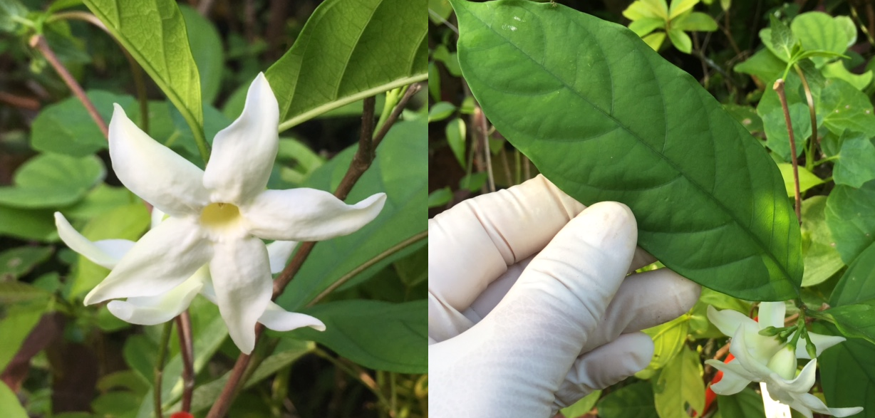 Wrightia dubia (white flower)