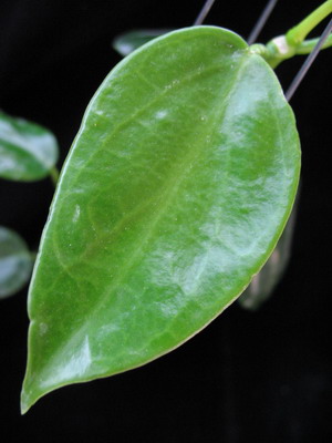 Hoya thailandica (Northern Thailand)            432