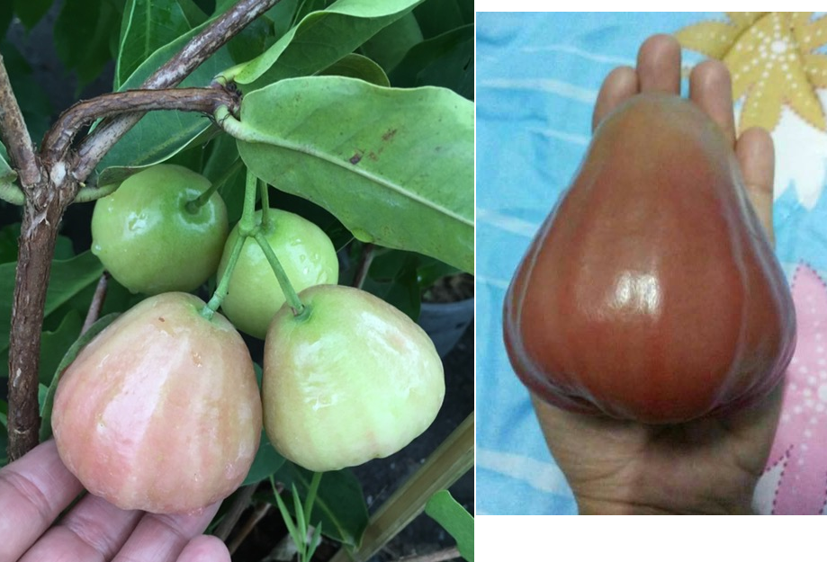 Syzygium samarangense 'Giant fruit' (seedless) Taiwan.