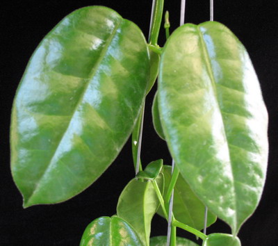 Hoya Ruthie (wax leaf) (MM x ariadna)           532