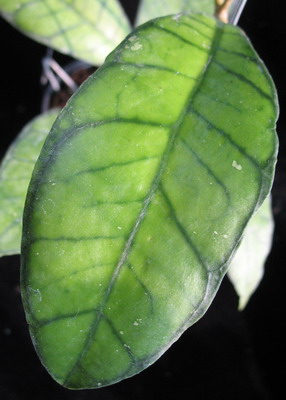 Hoya callistophylla No.4                645