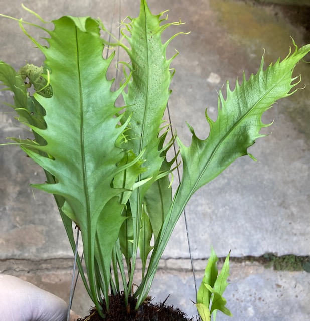 Polypodium musifolium (mutation) (No.1) x Microsorum sp.(T03) Africa