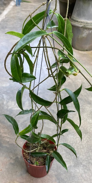 Hoya chlorantha (#53)