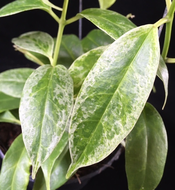 Hoya buotii variegated          805