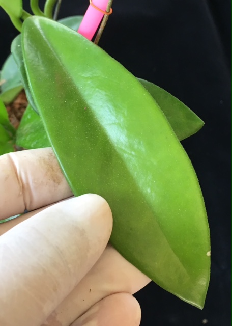 Hoya sp.877 (aff oreogena)(thick leaf)(#877).