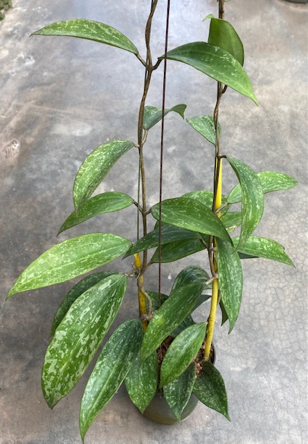 Hoya macrophylla 'Splash' (912