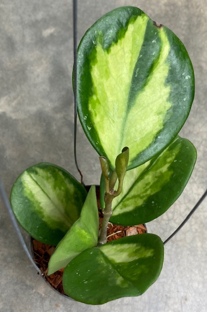 Hoya obovata variegata (#720).