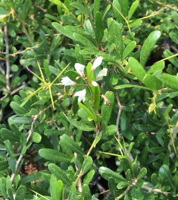 Desmodium unifoliatum (white).
