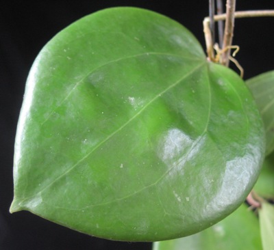 Hoya alwitmiana (New species from the Philippines)              826