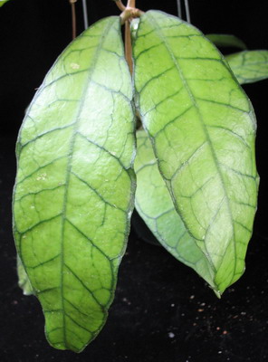 Hoya callistophylla No.2 (long leaf)            606