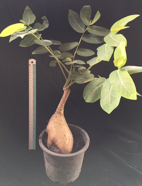 Phyllanthus mirabilis (caudex plant)