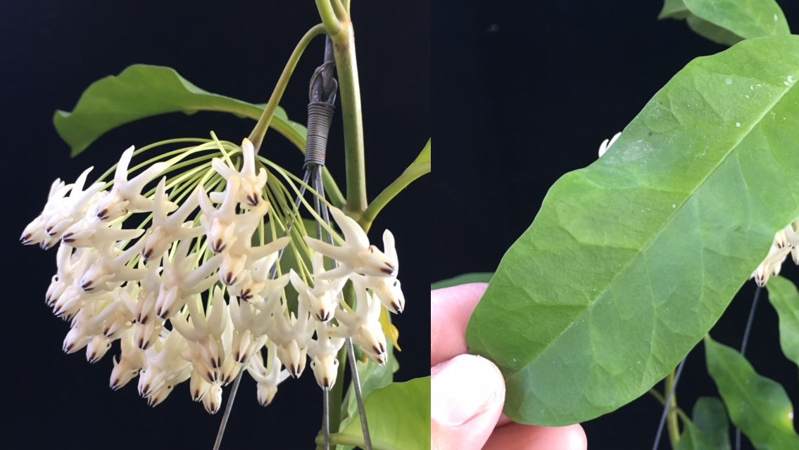 Hoya multiflora (F1) (big flower)(#870).