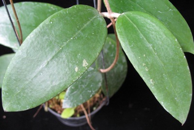 Hoya sp.717 (aff parasitaca) flat leaf Pure White       717