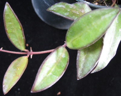 Hoya sp.560 (aff. burtoniae) wax leaf           560