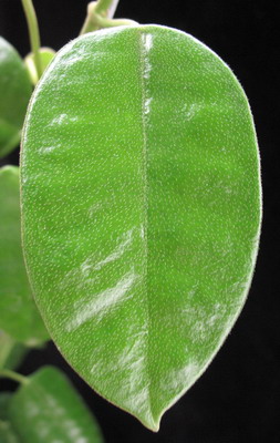 Hoya obtusifolioides            647
