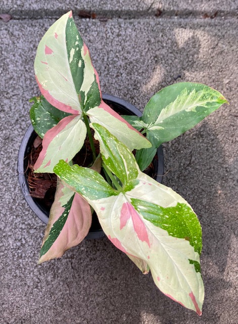 Syngonium Red Spot Tricolor.