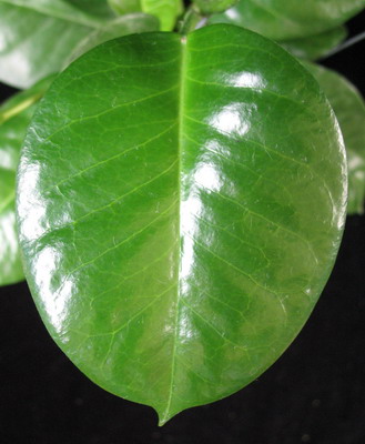 Hoya sp.655 PNG (aff naumanii)          655