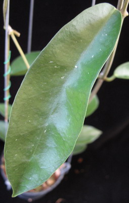 Hoya graveolens (long leaf) easy to bloom Thailand              577
