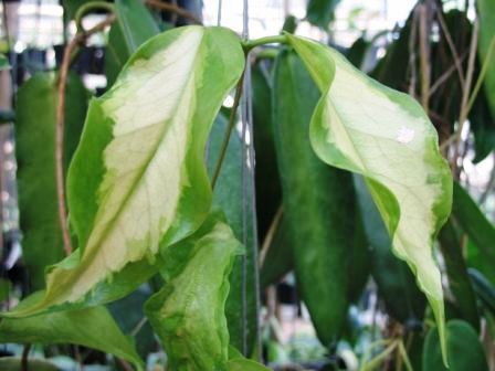 Hoya kenejiana variegata 'Nugget'               125