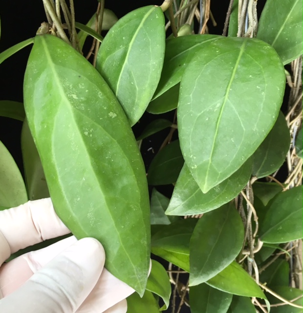 Hoya erythrostemma 'Khao Yai' (thick leaf)(#881