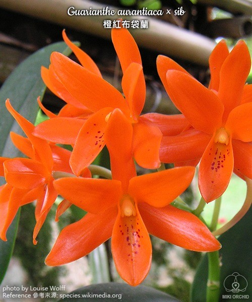 Guarianthe aurantiaca x sib 2.5"