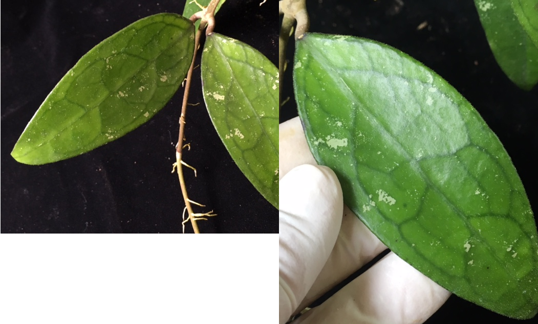 Hoya finlaysonii (Burma#1) wax leaf (#298).