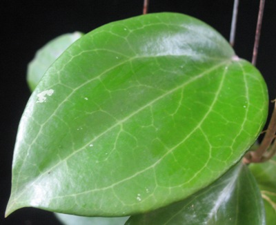 Hoya benstoneana (New species from the Philippines)             827