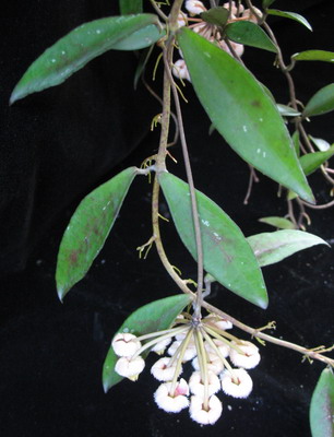 Hoya sp.689 (wax leaf)          689