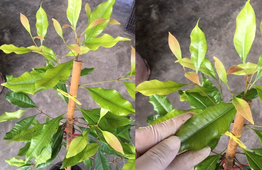 Syzygium aromaticum (Гвоздичное дерево)