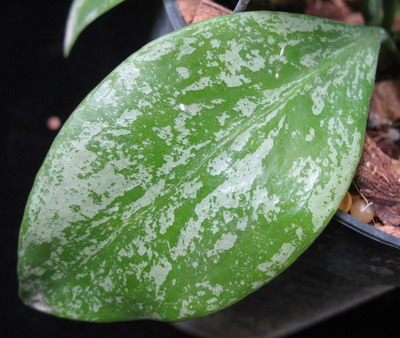 Hoya vanuatuensis 'Splash'              664