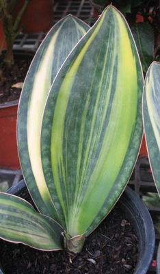 S. masoniana variegata (T05)(USA clone) (1 leaf)