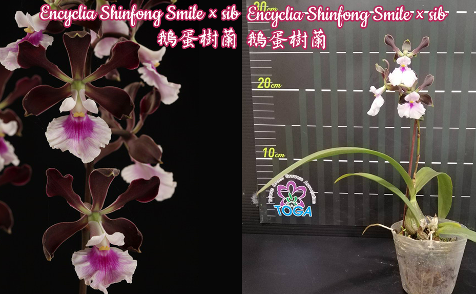 Encyclia Shinfong Smile x sib 2.5"