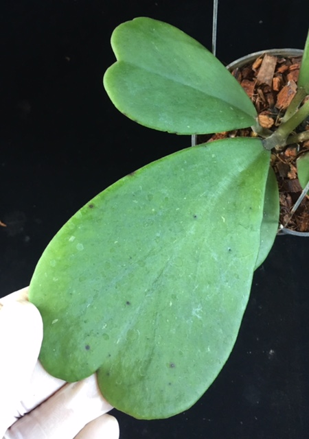Hoya kerrii (flat leaf)         766
