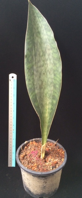 S. masoniana variegata (T04)