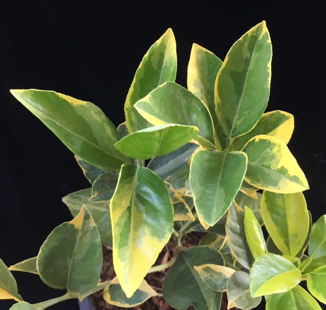 Citrus sinensis (yellow margin leaf)