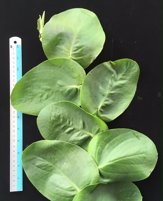 Rhaphidophora celatocaulis (round leaf))