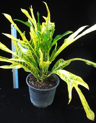 Codiaeum (T31) Yellow veination and green trilobe leaf