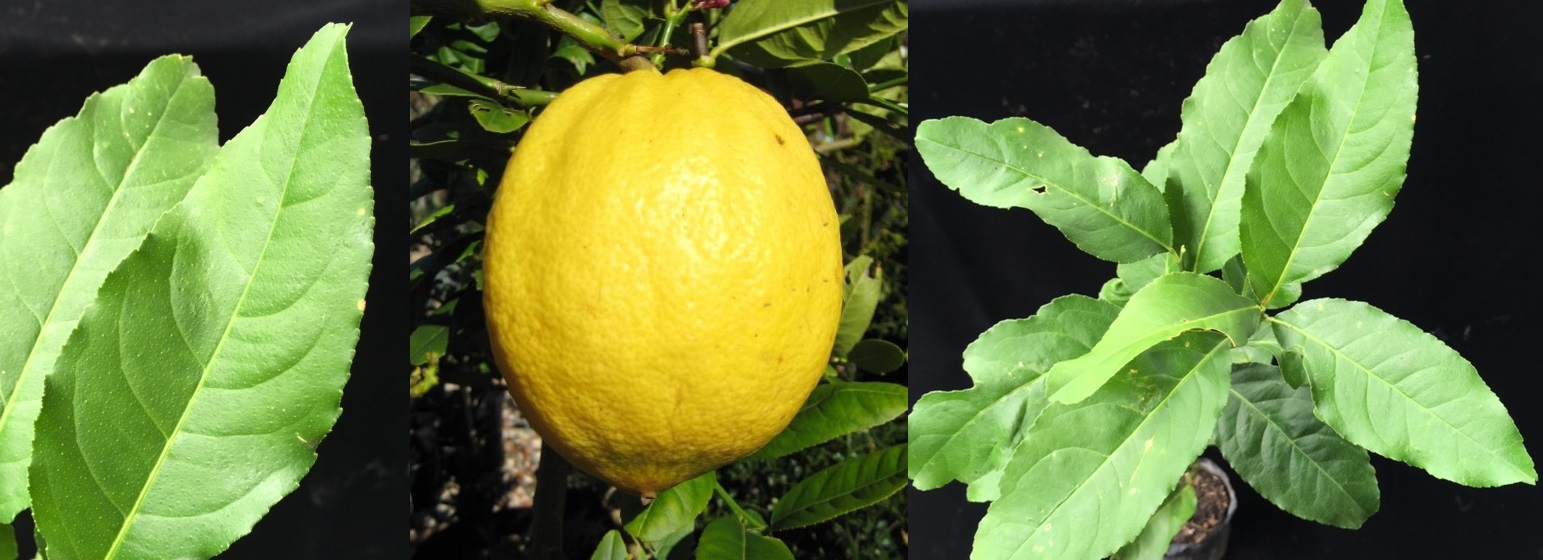 Citrus medica 'Citron'